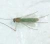 Chironominae inconnu